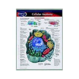 Cellular Plant and Animal Anatomy Notebook Chart by PermaCharts