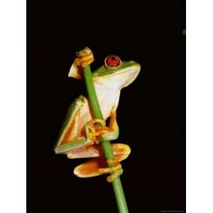 Red Eyed Tree Frog (Agalythnis Callidryas), South America Photographic 