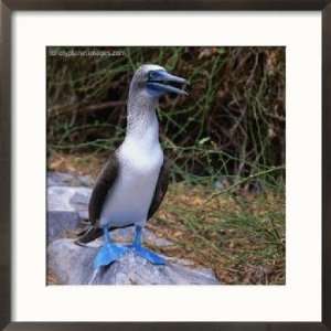  The Great Blue Footed Booby (Sula Neboxuii), Galapagos 