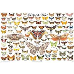   ) Moths of the World Educational Science Chart Poster