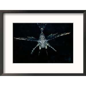 Zebra Lionfish Swims Directly Toward the Camera Collections Framed 