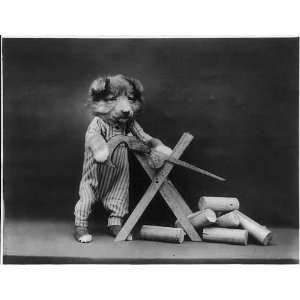   Puppies Dressed as Humans,sawhorse,c1914,Harry W Frees