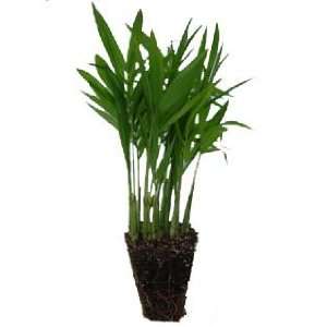  2 Pots of Neanthe Bella Palm Seedlings Patio, Lawn 