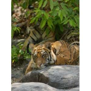  Bengal Tiger, 11 Month Old Cub on Rocks, Madhya Pradesh 