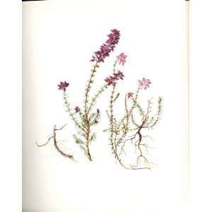  Perrin Ltd Ed 1914 Flowering Plant Heaths