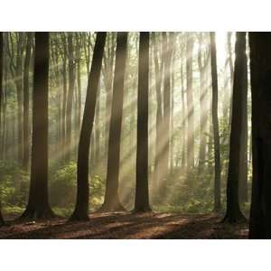   Paste the Wall Mural Misty Forest, 128.1 Inch Width x 98.4 Inch Height