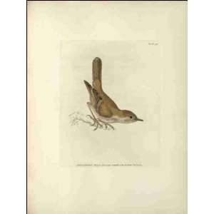  Reprint Nightingale 1795