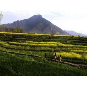  Kashmiri Children Pass by a Mustard Field on the Outskirts 