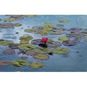    Waterlilies   Poster by Hank Gans (70.75X45.5)