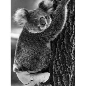  Lally the Koala with a Broken Leg Which She Receive During 