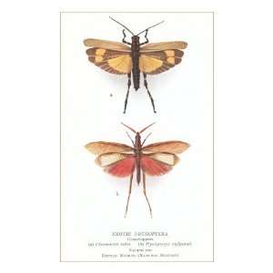  Exotic Orthoptera, Grasshoppers Premium Poster Print 