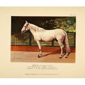  1896 Chromolithograph ABBAS Russian Riding Horse White 