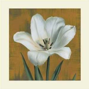  Andrea Trivelli   Tulipano Size 31.5x31.5 Poster Print 