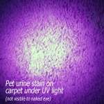   400 410nm   9 Ultraviolet LED   Pet Stains, Scorpions, Documents