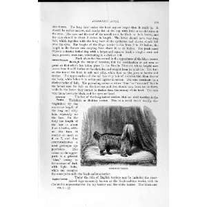  YORKSHIRE TERRIER DOGS ROUGH NATURAL HISTORY 1893 94