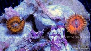 Live Coral   2 Heads Exotic Speckled Goldie Zoanthid Polyp  