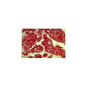  BioHit Cytokeratin 18, 4B11, Purified, 100 µg Health 