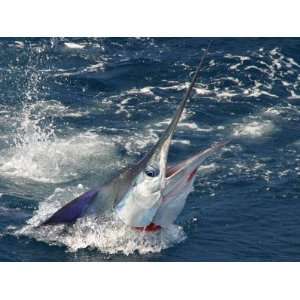  Closeup of Striped Marlin Coming Out of the Water 