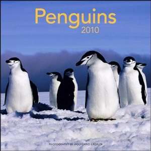  Penguins Wall Calendar 2010 (Wolfgang Kaehler) Everything 