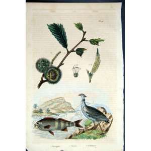    1839 H/C Natural History *097 Fish Birds Botanical