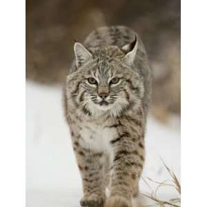  Bobcat in Snow, Near Bozeman, Montana, United States of 