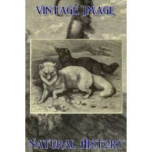   Paper Mounted Print Vintage Natural History Image Arctic Fox in Winter