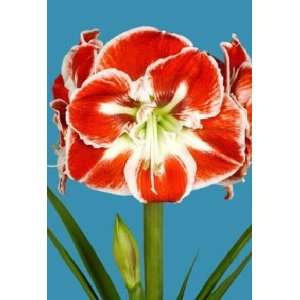  Amaryllis SAMBA Patio, Lawn & Garden