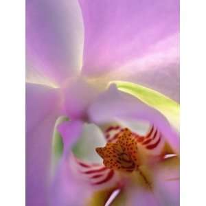  Backlit Phalaeonopsis Orchid, Alpharetta, Georgia, USA 