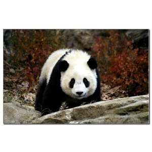  Tai Shan Head On Panda Mini Poster Print by  