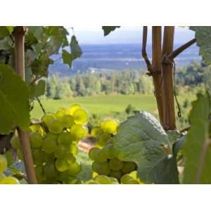 Chardonnay Grapes in the Knudsen Vineyard, Willamette Valley, Oregon 