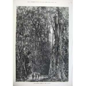  1875 Indiarubber Trees Forest People Antique Fine Art 