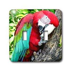  Birds   Greenwing Macaw   Light Switch Covers   double 