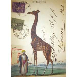 Giraffe Decorative Paper by Cavallini & Co.   Gift Wrap Set of Four 