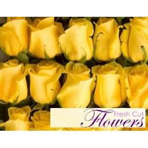 150 Yellow Long stem Roses From South America (Wholesale)  26 inch 