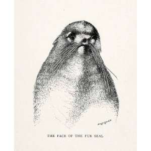  1907 Wood Engraving Fur Seal Pinnipeds Sea Lions Marine 