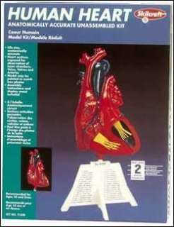Skillcraft Human Heart Plastic Model Kit, 71338  