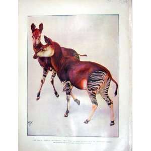  1901 OKAPI OCAPI JOHNSTONI ANIMAL AFRICA JOHNSTON