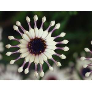  A Close View of a Pink South African Daisy Photographic 