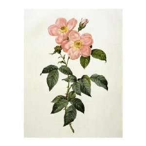 Pierre Joseph Redoute   Rosa Indica Frangras (flora Simplici) Giclee