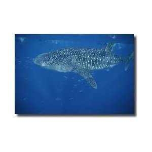 Whale Shark Western Australia Giclee Print