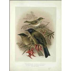  Reprint Silver eye and Bell bird 1888