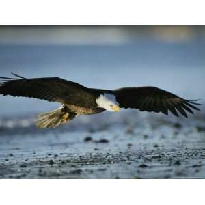  An American Bald Eagle Soars Above the Shoreline 