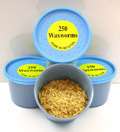 1000+ Live Wax Worms for Fishing or Pet Food