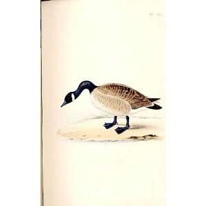  Cravat Goose Meyer H/C Birds 1842 50