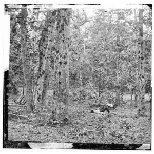   . Battered trees on Culps Hill 