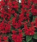 HUMMINGBIRD LADY IN RED SALVIA 30 SEEDS A BRILLIANT RED