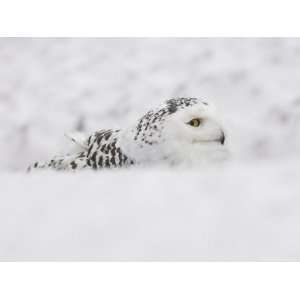 Snowy Owl, Nictea Scandiaca, Female, Captive, United Kingdom 