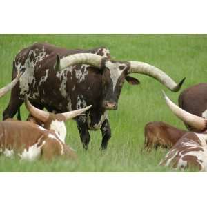  Watusi Cattle Taxidermy Photo Reference CD Sports 