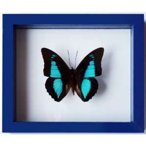  Real Mounted Blue Butterfly Prepona in Double Glass 