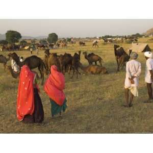  Camel and Cattle Fair for Semi Nomadic Tribes, Pushkar 